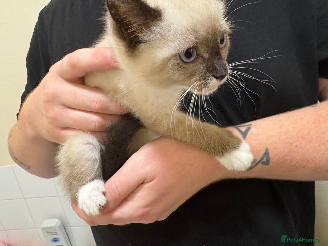 Mixed Breed cats for sale: Female kitten  - Image 2