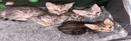 Bengal cats for sale: Family raised Bengal Kittens 🐾 - Advert 20