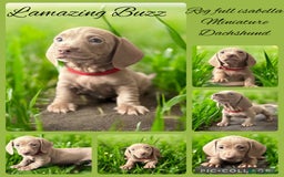 Miniature Dachshund dogs for sale: Stunning Isabella mini reg 5* health cert ready - Image 1