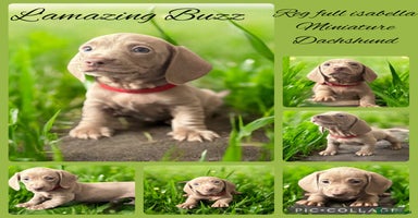 Miniature Dachshund dogs - Advert 20