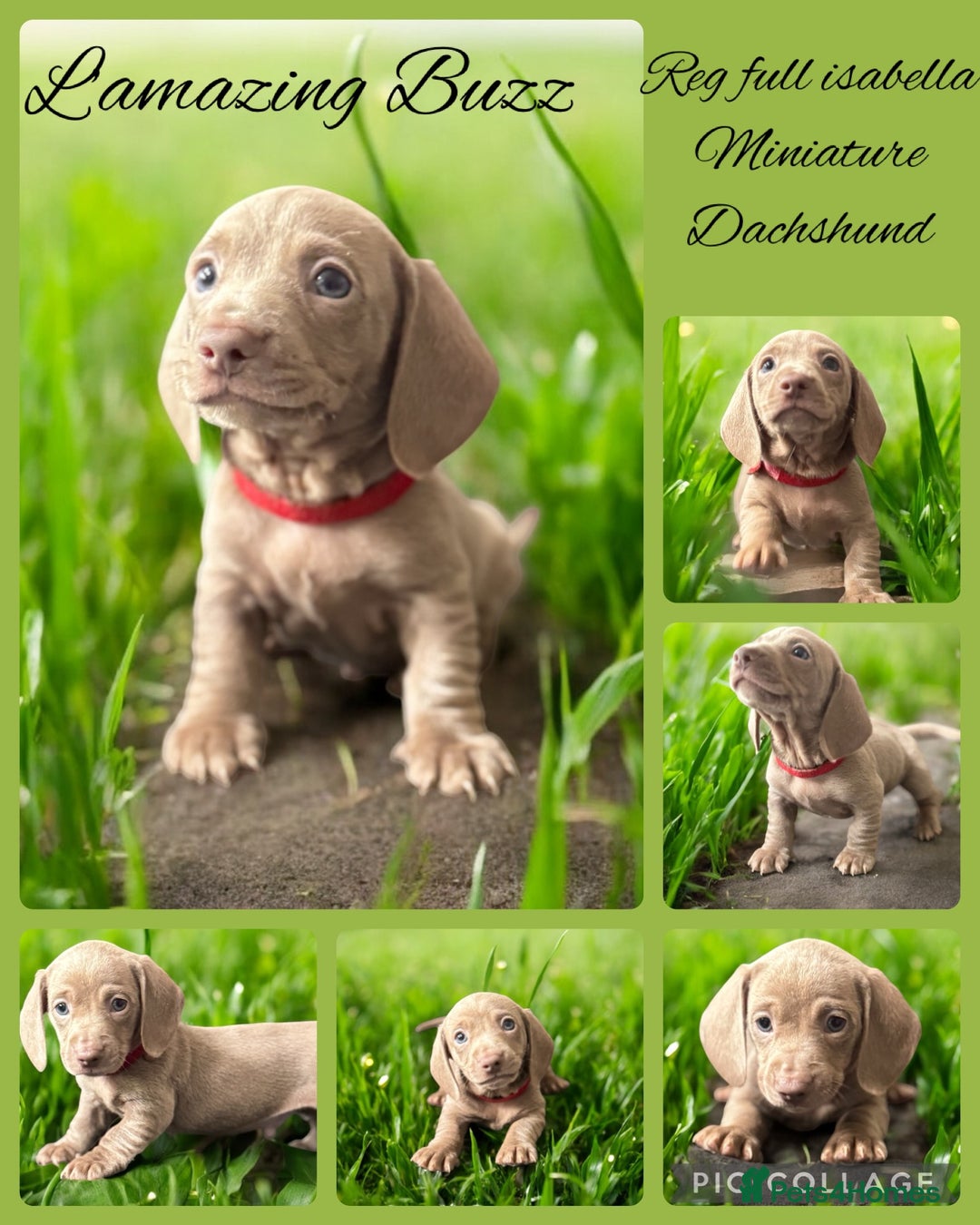 Miniature Dachshund dogs for sale: Stunning Isabella mini reg 5* health cert ready - Image 1
