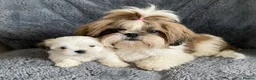 Shih Tzu dogs for sale: Lovely Shih Tzu puppy LAST FEMALE  in Coventry - Advert 3