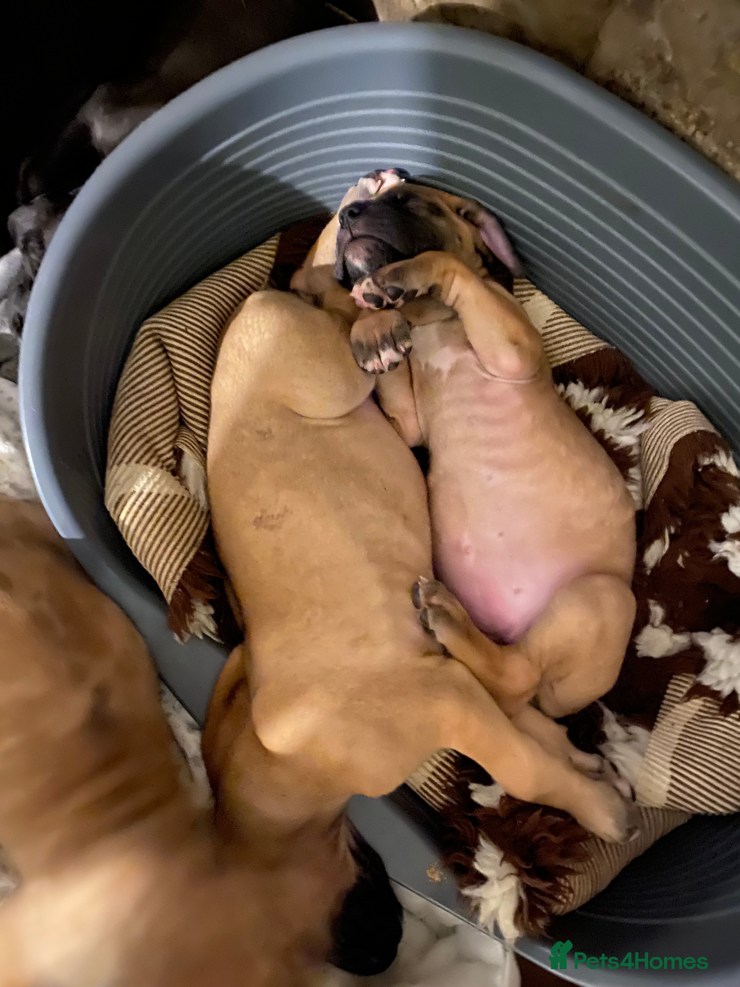 Great Dane dogs Beautiful kc reg Great Dane puppies - Advert 1