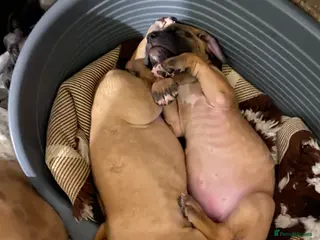 Great Dane dogs Beautiful kc reg Great Dane puppies - Advert 5