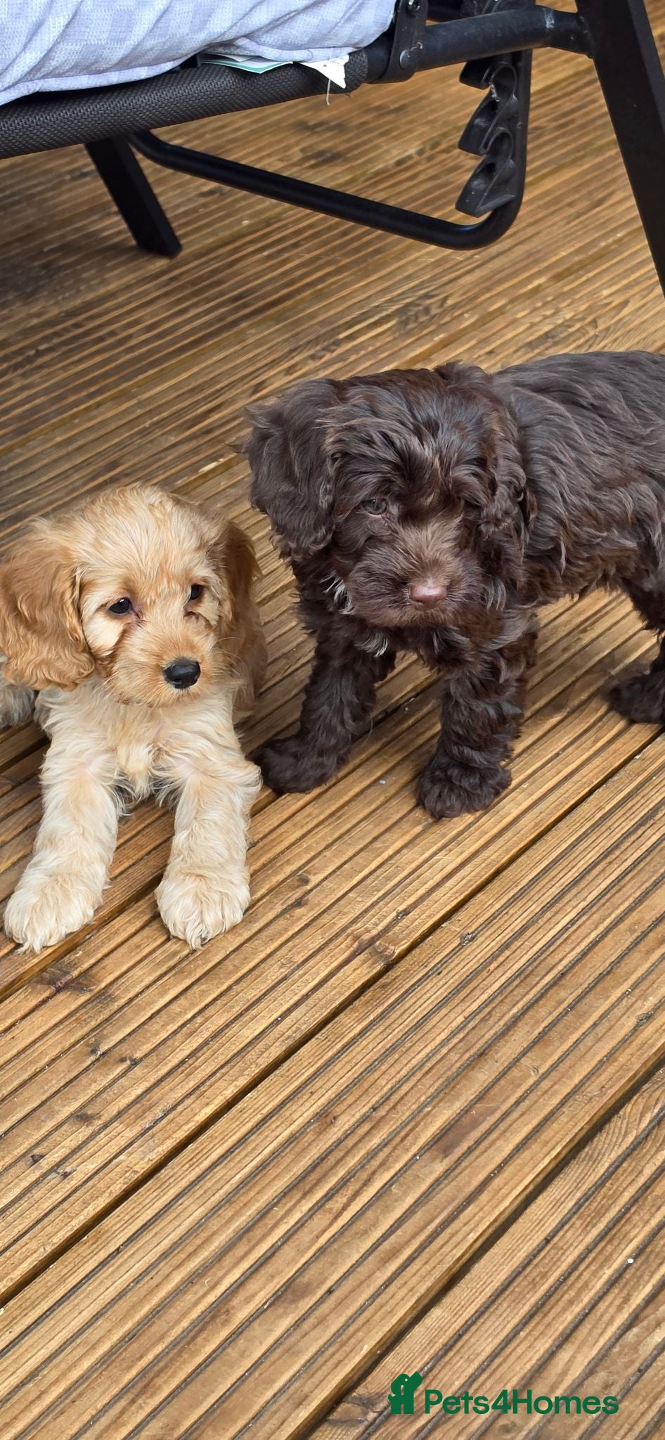 Cockapoo dogs ❤️READY NOW 😍 Female Cockerpoo Puppies 🐶  - Advert 6