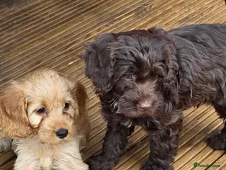 Cockapoo dogs ❤️READY NOW 😍 Female Cockerpoo Puppies 🐶 - Advert 6