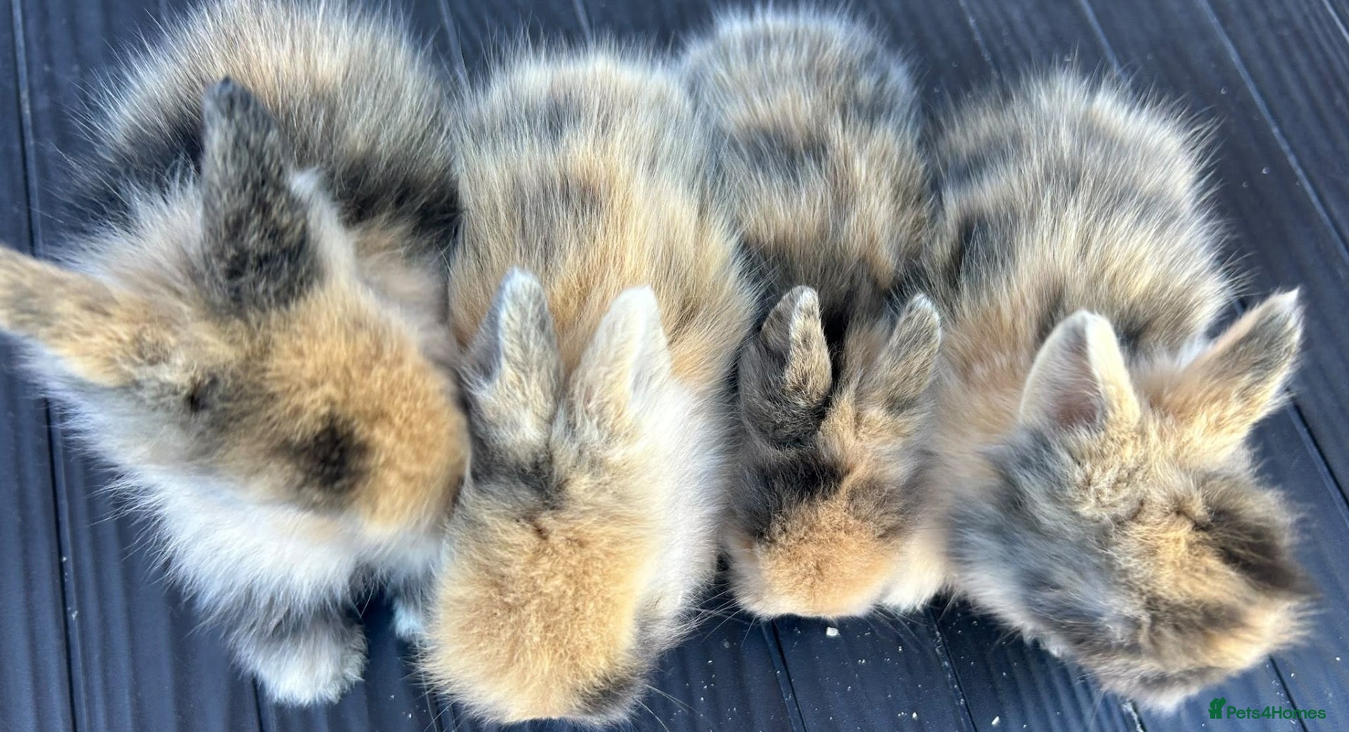Lionhead rabbits Double maned lionhead babys - Advert 1