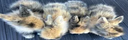 Lionhead rabbits for sale: Double maned lionhead babys - Advert 1