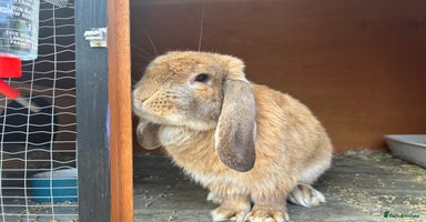 French Lop rabbits - Advert 5