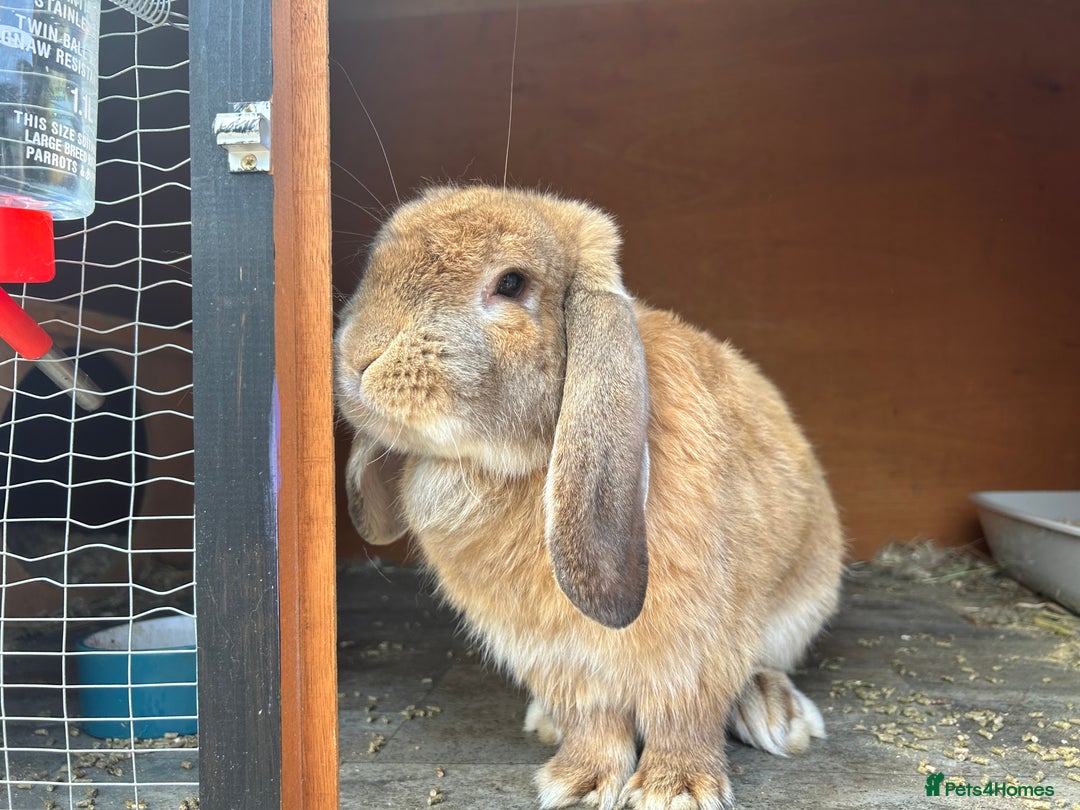 French Lop rabbits for sale: French lop  - Image 2
