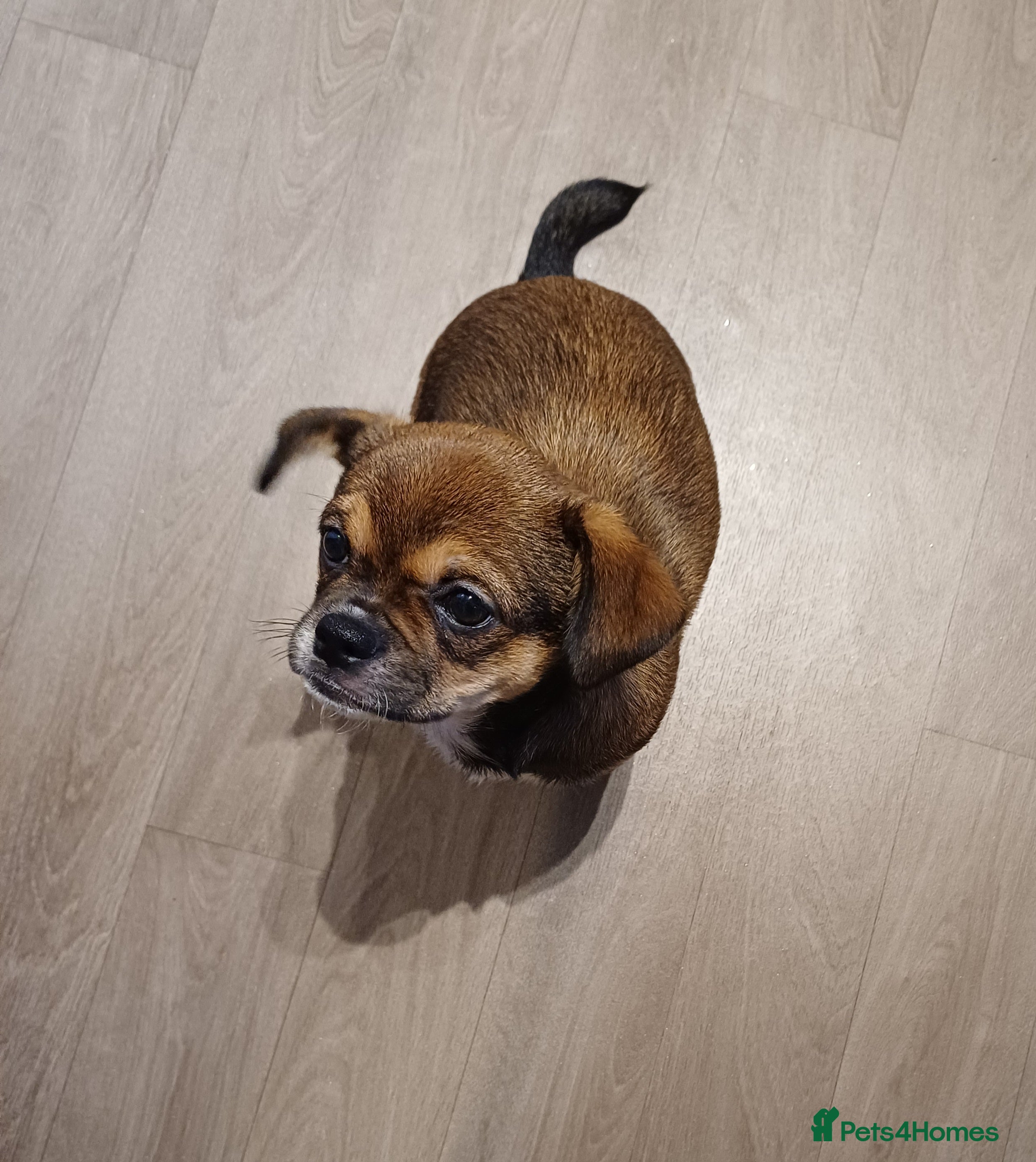 Mixed Breed dogs Beautiful 14 week old Shi Chi Puppy - Advert 4