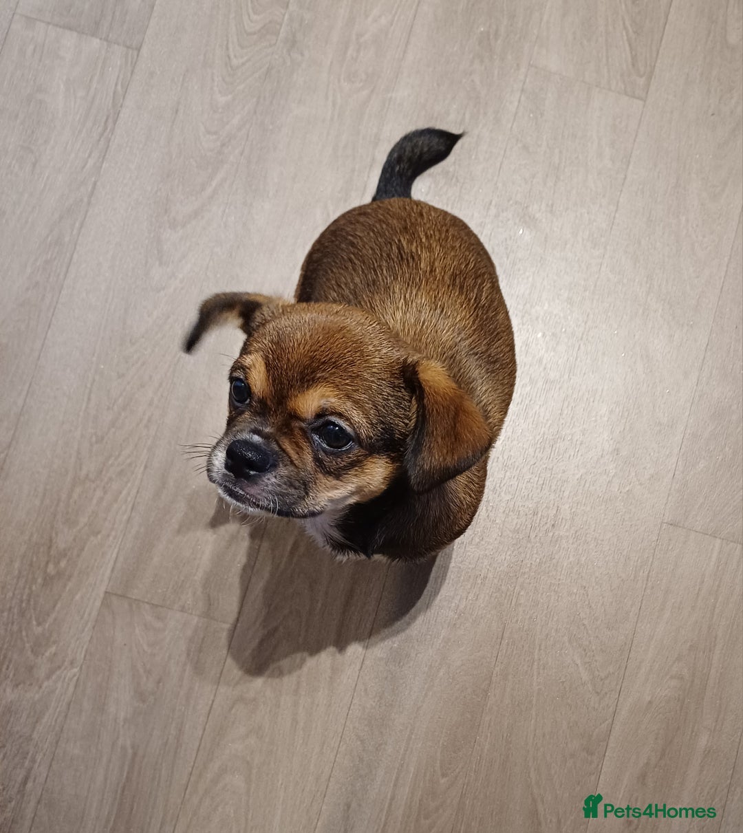 Mixed Breed dogs for sale: Beautiful 14 week old Shi Chi Puppy - Advert 1