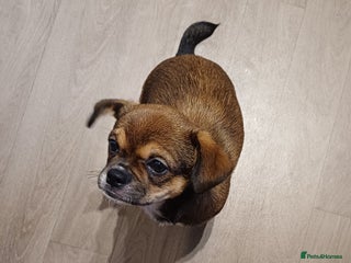 Mixed Breed dogs Beautiful 14 week old Shi Chi Puppy - Advert 5