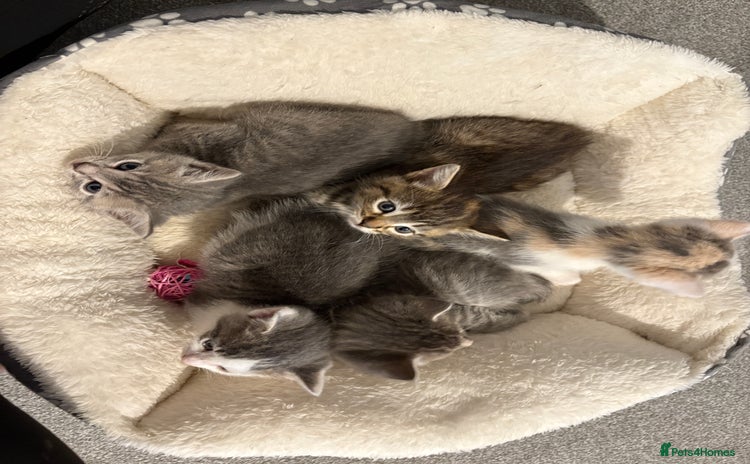 Mixed Breed cats - Advert 1