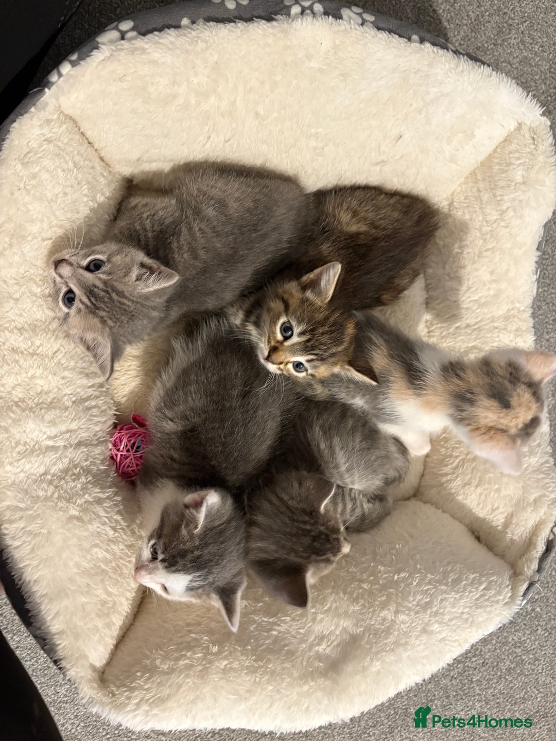 Mixed Breed cats for sale: Kittens for sale  - Image 1