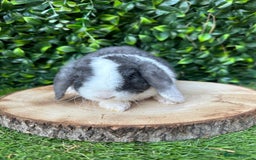 Mini Lop rabbits for sale: Cutest Baby Mini Lop Bunny’s  - Image 6