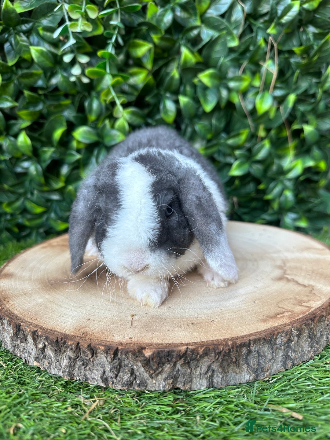 Mini Lop rabbits for sale: Cutest Baby Mini Lop Bunny’s  - Image 6