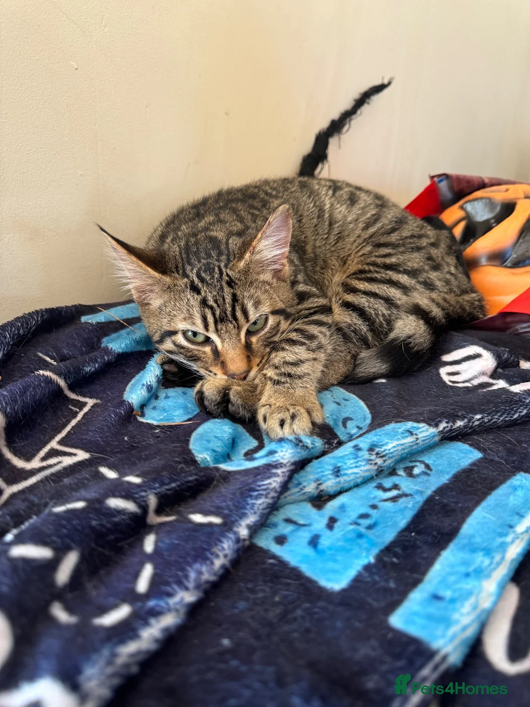 Mixed Breed cats for sale: Two gorgeous kittens  - Advert 2