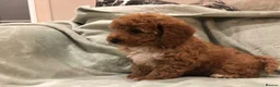 Cavapoo dogs for sale: 🐾Adventures of a curly cavapoo🐕 in Chessington - Advert 17
