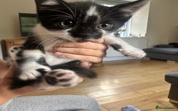 Domestic Shorthair cats for sale: Gorgeous traditional Black and white kittens  - Image 5