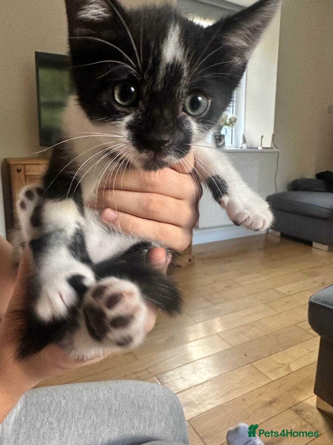Domestic Shorthair cats for sale: Gorgeous traditional Black and white kittens  - Image 5