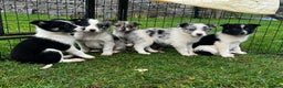 Border Collie dogs for sale: 5 Beautiful Blue Merle Border Collie Puppies - Advert 6