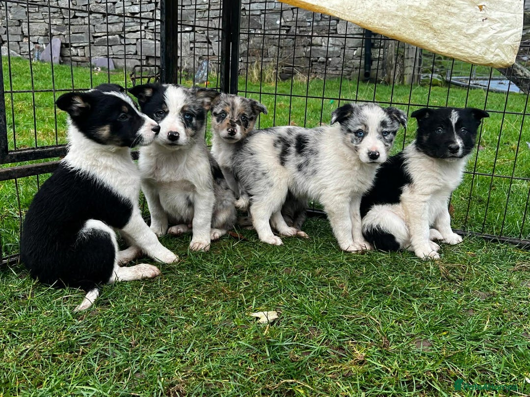 Border Collie dogs for sale: 5 Beautiful Blue Merle Border Collie Puppies - Advert 6