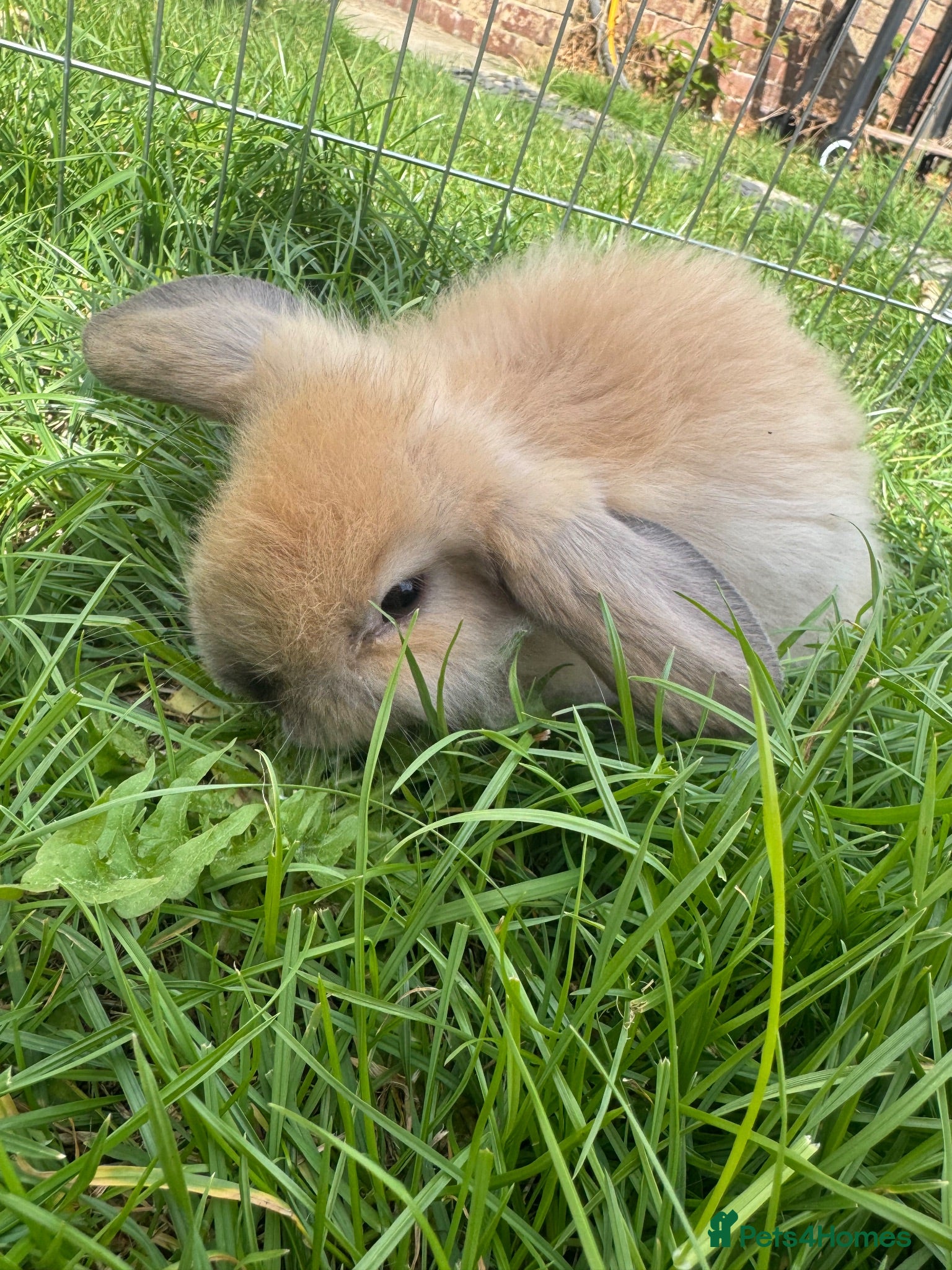 Mini Lop rabbits Ready to go! Beautiful mini lop rabbit - Advert 2