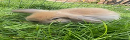 Mini Lop rabbits for sale: Ready to go! Beautiful mini lop rabbit - Advert 13