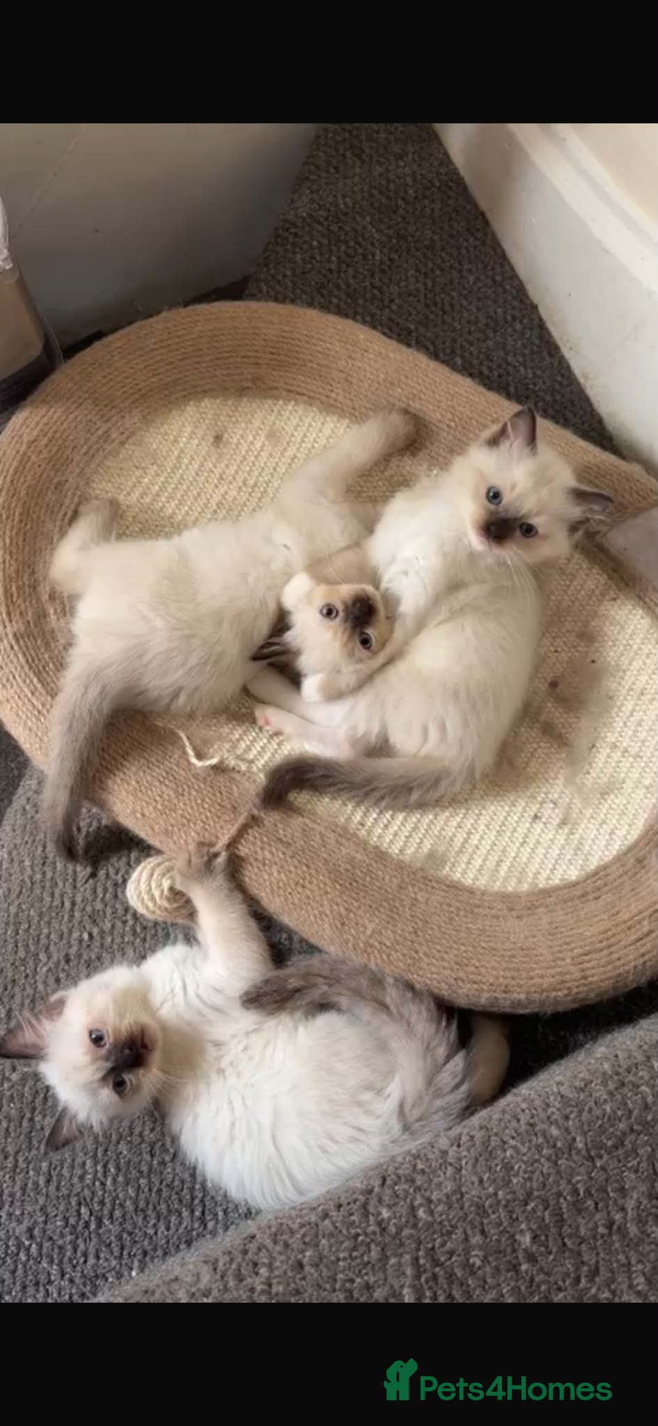 Ragdoll cats 5 😻 beautiful pure ragdoll Kittens  - Advert 2