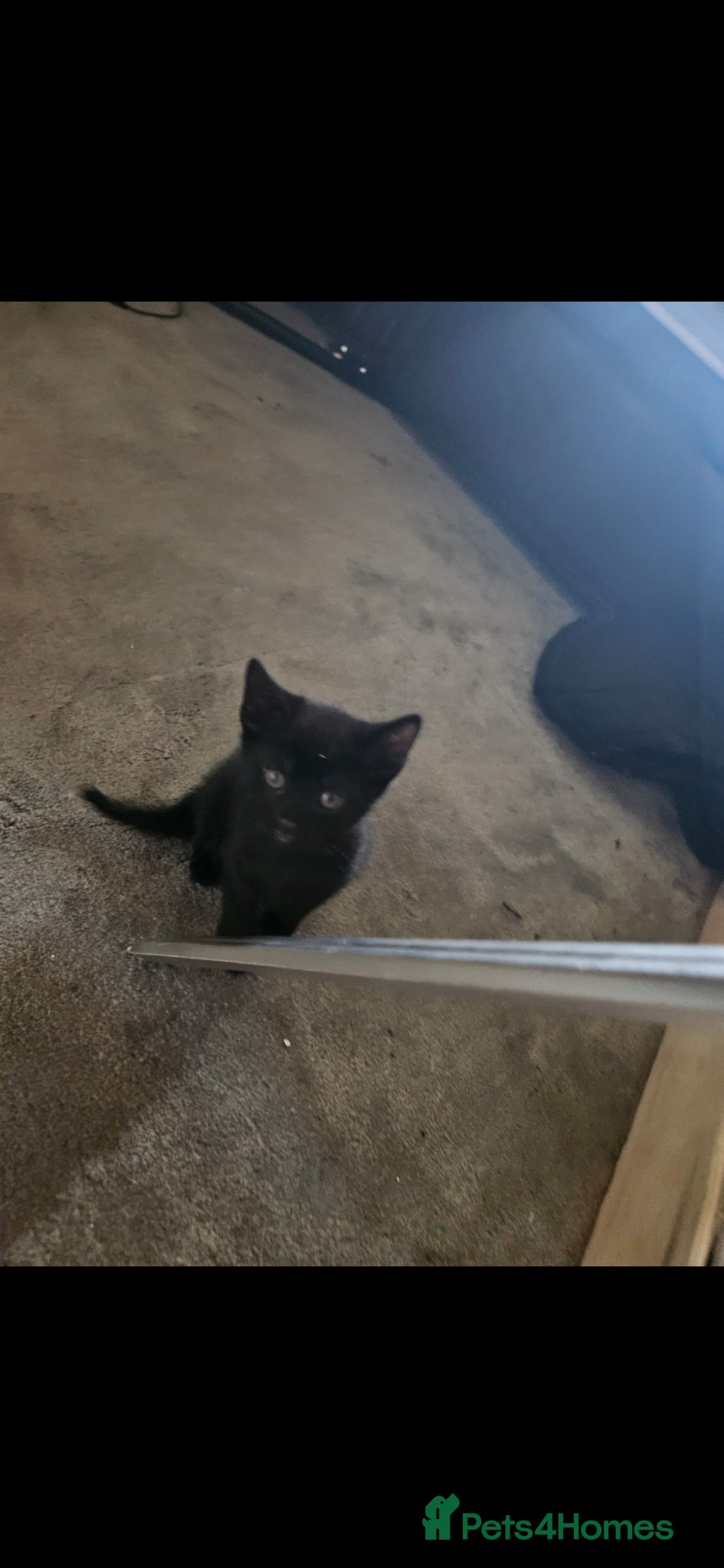Mixed Breed cats £60 russianblue x 2 BLACK SMOKE GHOST TABBY 'S  - Advert 19