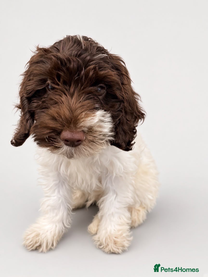 Mixed Breed dogs ‼️MASSIVE REDUCTION‼️Double Doodle puppies —  - Advert 10