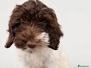Mixed Breed dogs ‼️FINAL REDUCTION‼️Double Doodle puppies — - Advert 1