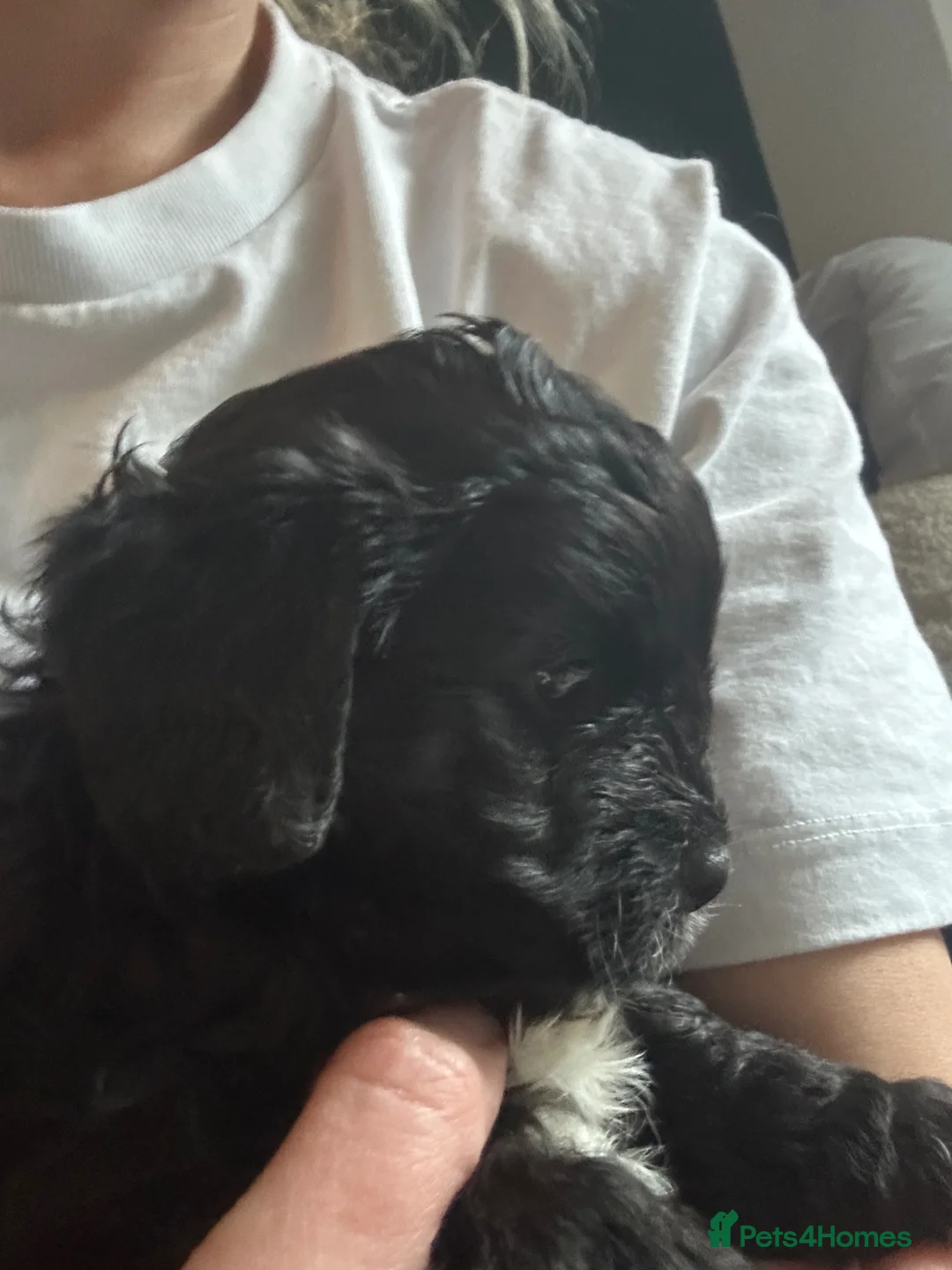 Cockapoo dogs for sale: 3 beautiful Cockapoo puppies - Advert 2