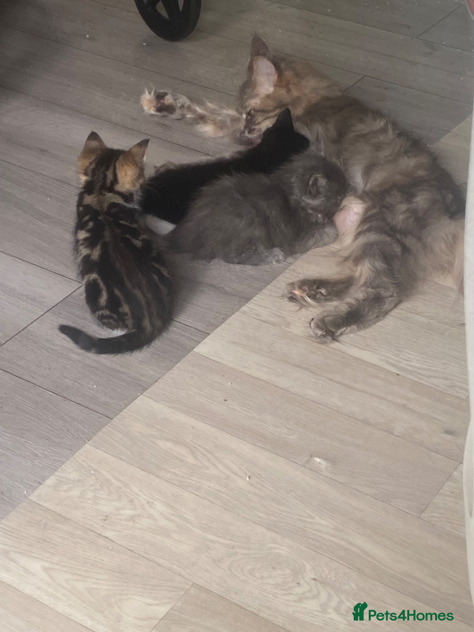 Maine Coon cats Maine Coon kittens  - Advert 1