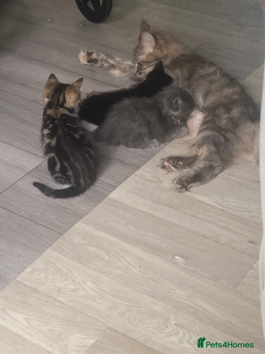 Maine Coon cats for sale: Maine Coon kittens  in Abingdon - Advert 1