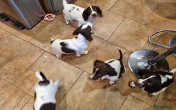 English Springer Spaniel dogs for sale: English springer spaniel puppies  - Image 25