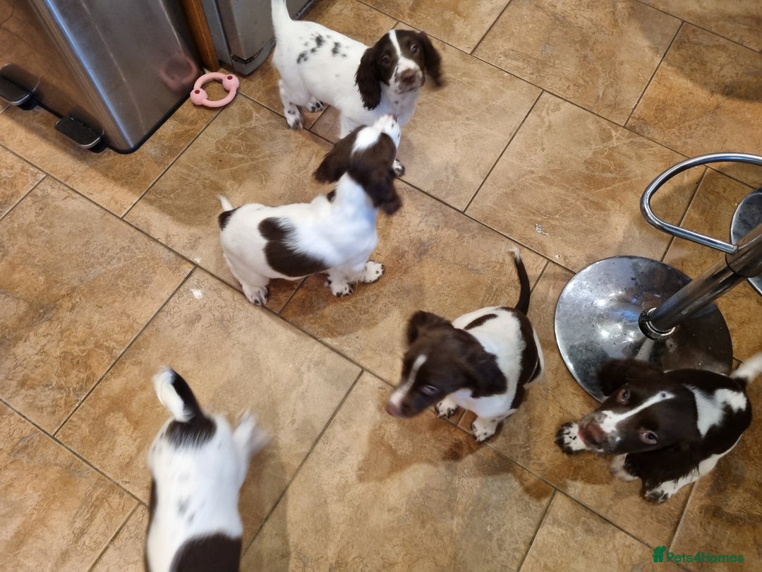 English Springer Spaniel dogs for sale: English springer spaniel puppies  - Image 25