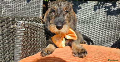 Dachshund dogs - Advert 12