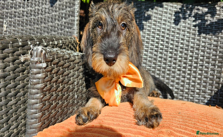 Dachshund dogs - Advert 3
