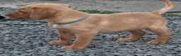 Labrador Retriever dogs for sale: KC reg health tested FT working Labrador puppies - Advert 18