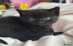 Mixed Breed cats for sale: Cat and kittens - Image 3
