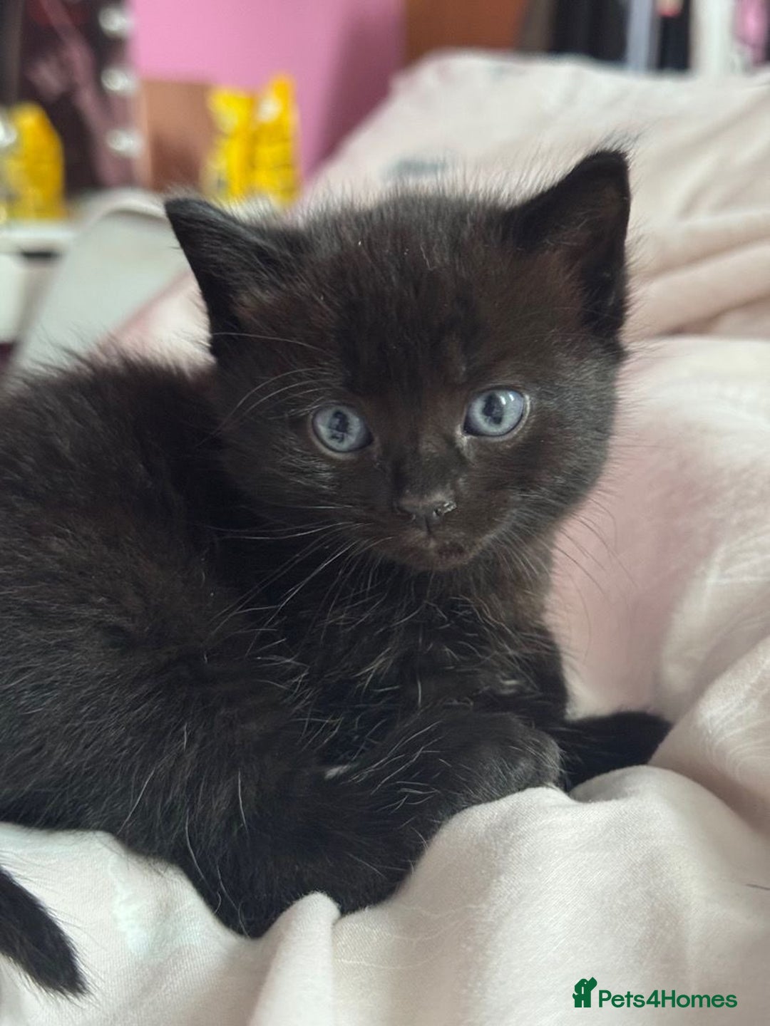 Mixed Breed cats for sale: Cat and kittens - Image 3