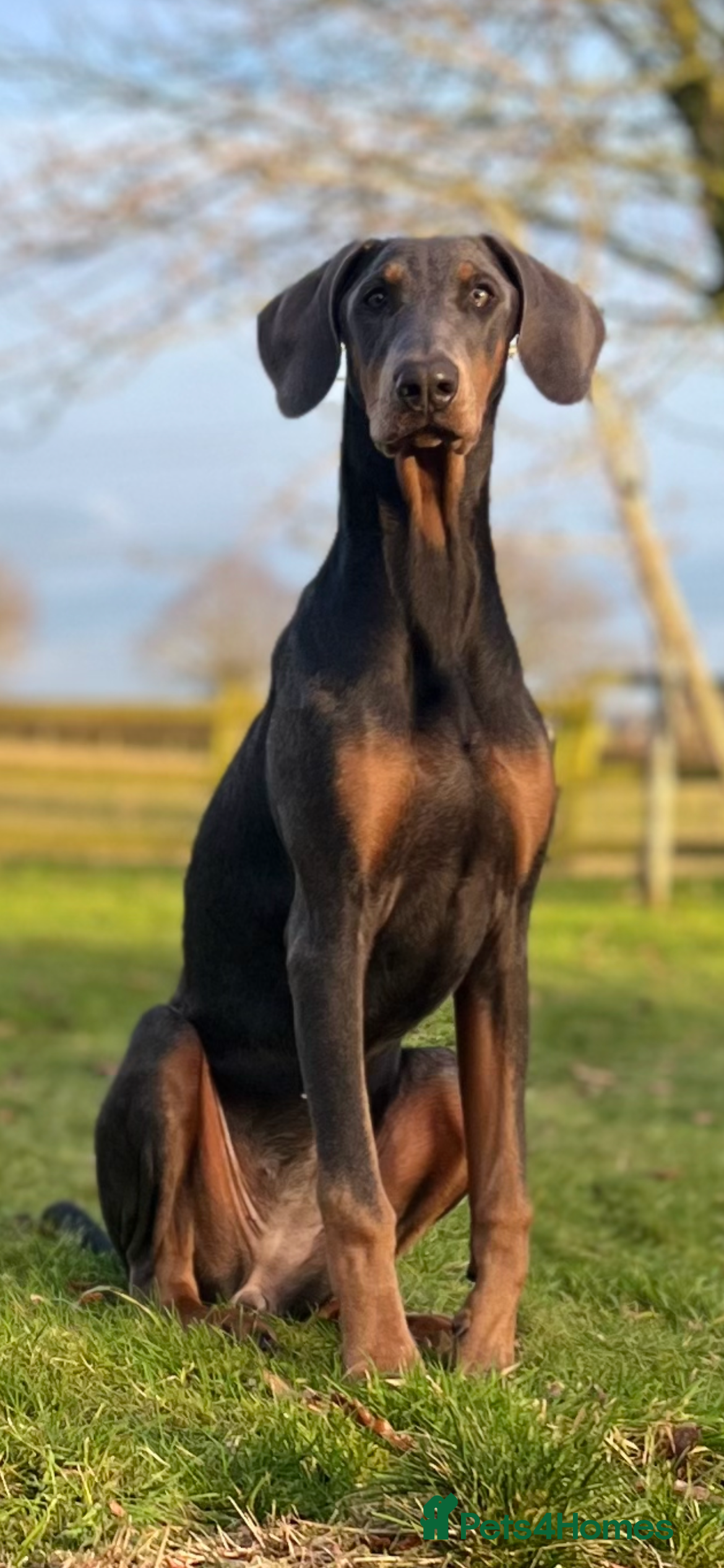 Dobermann dogs Blue Female Dobermann 7 Months Old - Advert 1