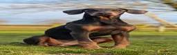 Dobermann dogs for sale: Blue Female Dobermann 7 Months Old - Advert 1