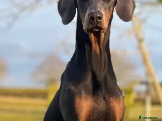 Dobermann dogs Blue Female Dobermann 7 Months Old - Advert 1