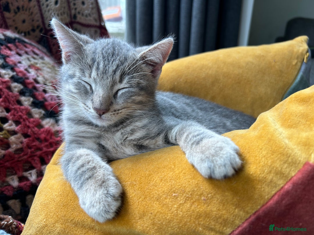 Domestic Shorthair cats for sale: Beautifully bonded brother & sister to go together - Image 3