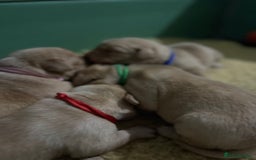 Labrador Retriever dogs for sale: KC Health Tested Fox Red Labrador pups  - Image 11