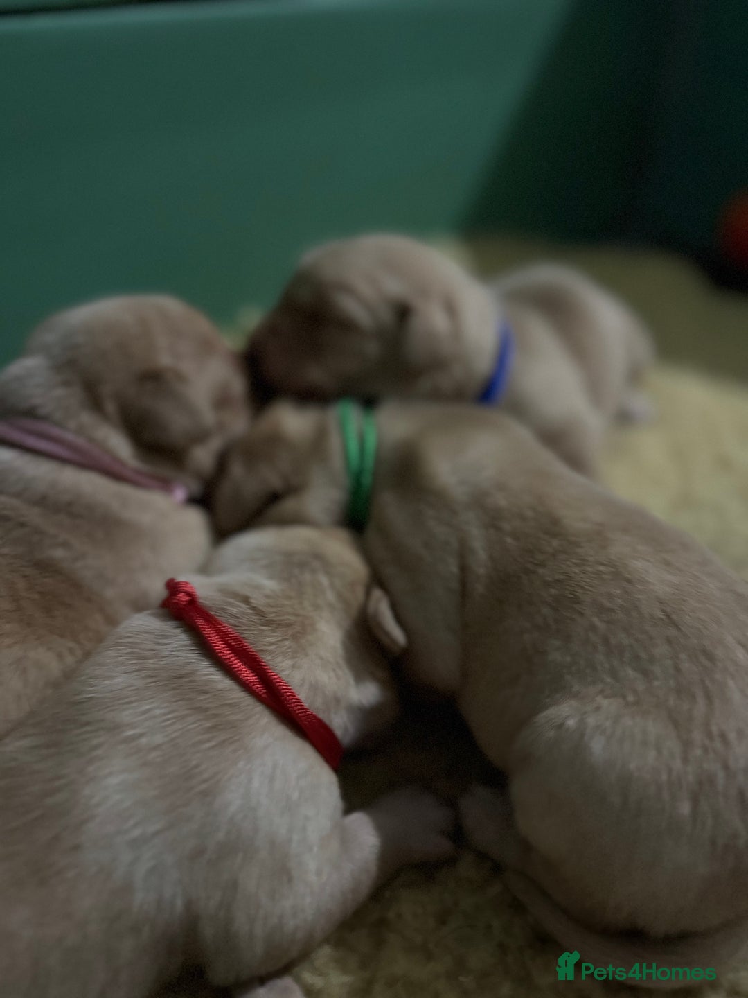 Labrador Retriever dogs for sale: KC Health Tested Fox Red Labrador pups  - Image 11