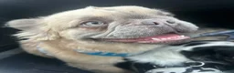 French Bulldog dogs for stud: Mufasa - Advert 3
